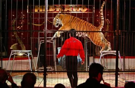 Espectacle de circ amb tigres, el 2006, a Esplugues de Llobregat. Foto: El Periodico Quim RoserUIM ROSER